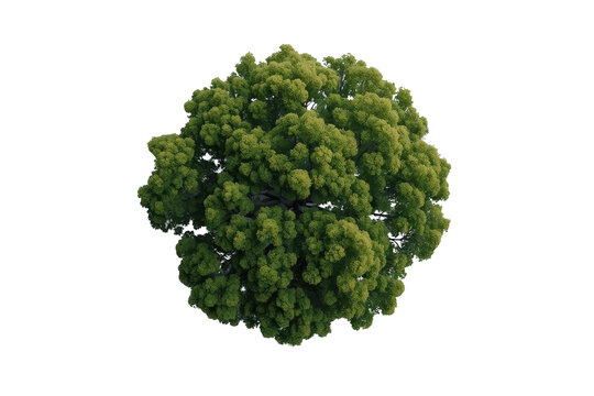 Round green tree crown top view