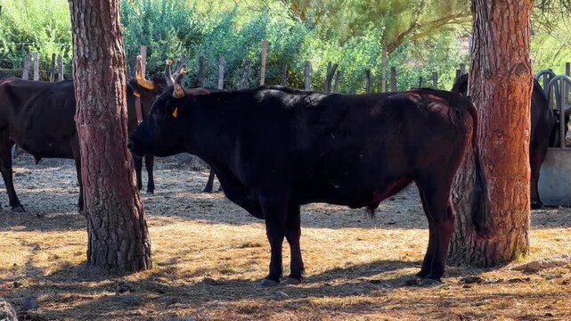 Black Camargue bulls in a pasture. Famous aboriginal breed of black beef bulls that lives semi-wild in marshy region of southern France, Camargue. High quality 4k footage
