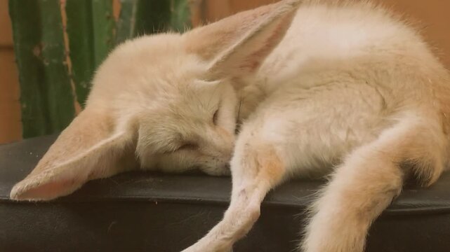 A cute fennec fox with oversized ears curls up and sleeps peacefully on a dark cushion.