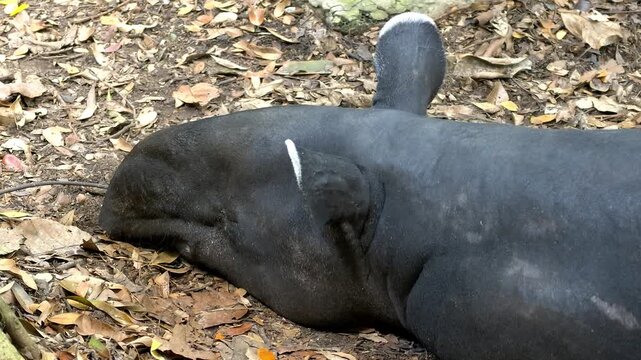 A distinctive Malayan tapir lies down calmly on the ground covered in dry leaves.