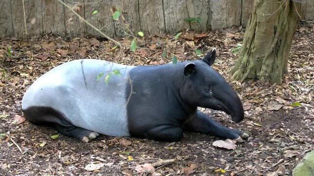 Malayan Tapir Lying Down in Natural Zoo Enclosure