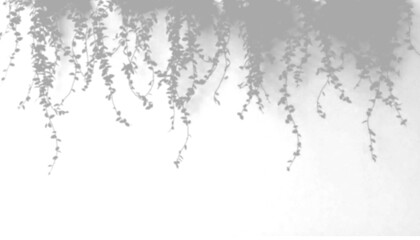 Fototapeta premium Shadow of hanging plants isolated on transparent background