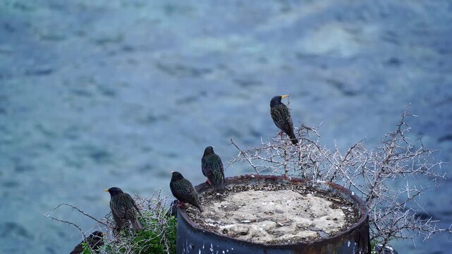Common Starling Sturnus vulgaris flock gathering on a post at Penneshaw Jetty, Kangaroo Island.