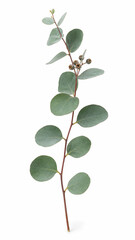 Obraz premium Slender Eucalyptus Branch with Rounded Green Leaves on White