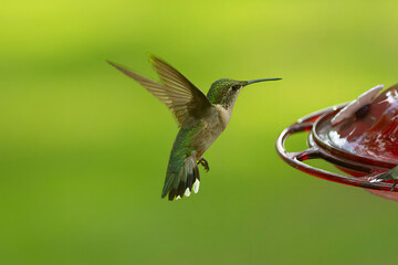 hummingbird in flight © brm1949