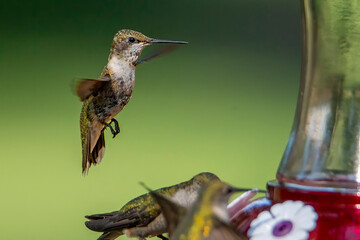 hummingbird in flight © brm1949