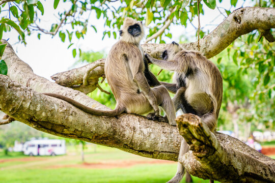 Tufted gray langurs on tree branch, Anuradhapura, Sri Lanka