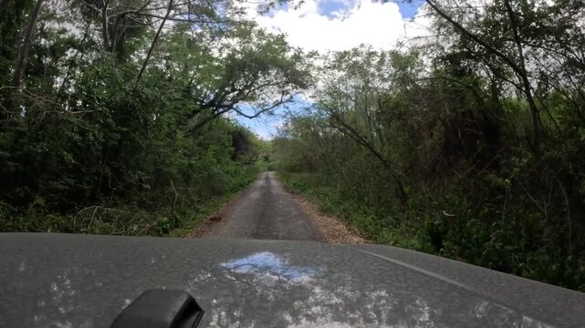 POV Driving Along an Old Narrow Road Through Tropical Woodland in Vieques, Puerto Rico