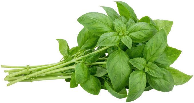 Fresh green basil leaves bunch on black background.