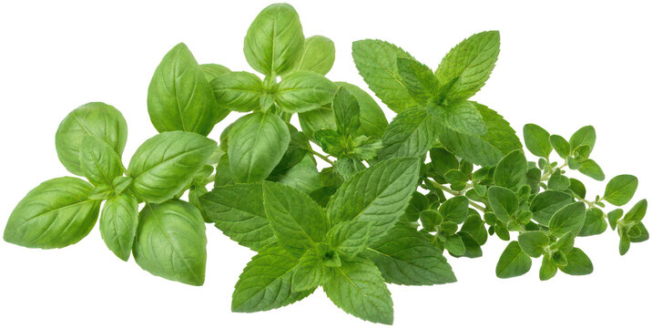 Fresh green basil mint and oregano herbs on black.