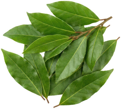 Fresh green bay leaves on black background.