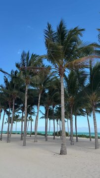 Vertical video of tall palm trees on a beautiful white sand beach in Cancun Mexico. Palm fronds blow gently in the warm breeze with bright blue skies.
