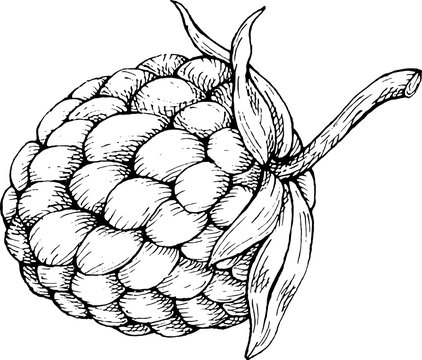Hand-Drawn Blackberry Fruit with Stem Sketch - Vintage Botanical Line Art