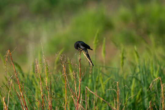 Close-up wildlife shot of a Black Drongo catching and eating an insect, capturing its natural feeding behavior and impressive hunting skills in its habitat.