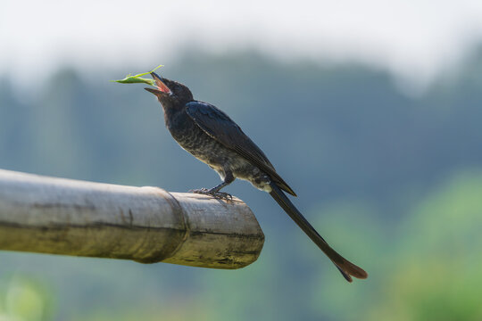 Close-up wildlife shot of a Black Drongo catching and eating an insect, capturing its natural feeding behavior and impressive hunting skills in its habitat.