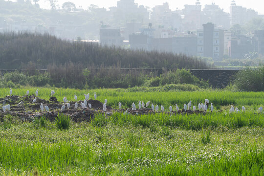 Flock of Eastern Cattle Egrets resting together in a farmland field, showcasing peaceful bird behavior and urban agricultural landscape in Nepal.