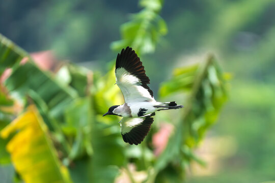 Close-up flight shot of a River Lapwing in midair, showcasing its distinctive black-and-white plumage, broad wings, and graceful movement above a river habitat