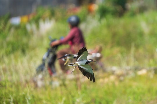 Close-up flight shot of a River Lapwing in midair, showcasing its distinctive black-and-white plumage, broad wings, and graceful movement above a river habitat.