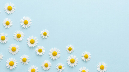 Fototapeta premium White daisy flowers with yellow centers scattered on a soft blue background, symbolizing nature's simplicity and spring's gentle arrival, perfect for organic or floral themes.