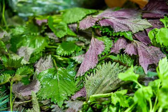 Close-up of fresh perilla leaves with water drops picked early in the morning