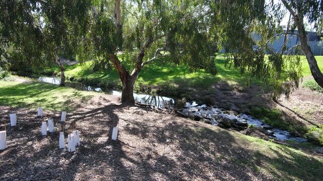 A naturalistic section of Stony Creek in Yarraville, Melbourne, Victoria, Australia, featuring shallow rocky cascades, established trees green lawn banks, young native plant guards. Urban creek