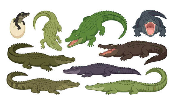 Detailed cartoon crocodile vector collection featuring various alligator species poses baby hatching and roaring predators on white background, 17 words.