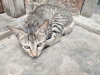Kitten sitting in the corner and relaxing © Thana