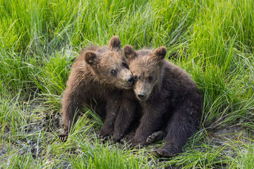 Two young coastal brown bear cubs snuggle in the grass © David Farnsworth