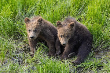 Two coastal brown bear cubs watching © David Farnsworth