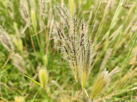 wild foxtail barley grass (Hordeum, Setaria species) flowers