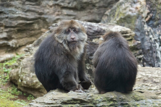 Two Tibetan macaques (Macaca thibetana) are sitting on a rock.