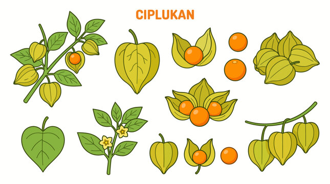 Ciplukan Golden Berry Ground Cherry Plant Vector Illustration Set