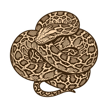 Vintage engraving style coiled python snake vector illustration