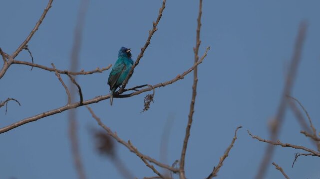 Male Indigo Bunting Singing from a Bare Tree Branch