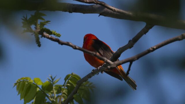 Male Scarlet Tanager Perched Among New Spring Leaves