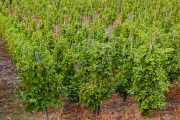 Lush green vineyard rows with orderly planted grapevines on a hill slope, ideal for wine production and agricultural themes © 015EARTH