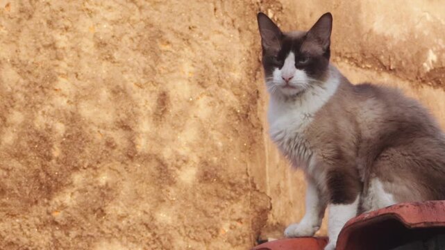 A beautiful mixed-breed cat with striking dark facial markings and light-colored eyes calmly on a terracotta tile roof, looking intently and curiously in a classic urban scene.