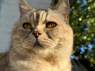 Beautiful cat with yellow eyes  © OLENA LIALINA