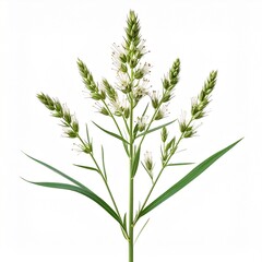 Fototapeta premium Downy Brome Bromus tectorum Resistant Weed