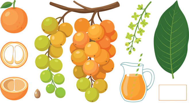 Flat langsat longkong fruit vector element set featuring yellow duku clusters fresh leaf branch blossom string seed juice pitcher and cross section slices