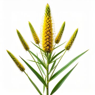 Yellow Foxtail Setaria pumila Resistant Weed