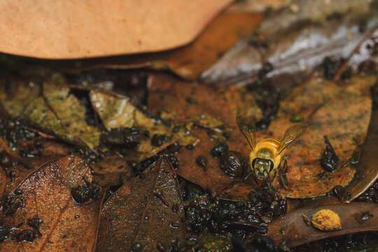 Honeybee drinking water or foraging among wet brown leaves on the ground.