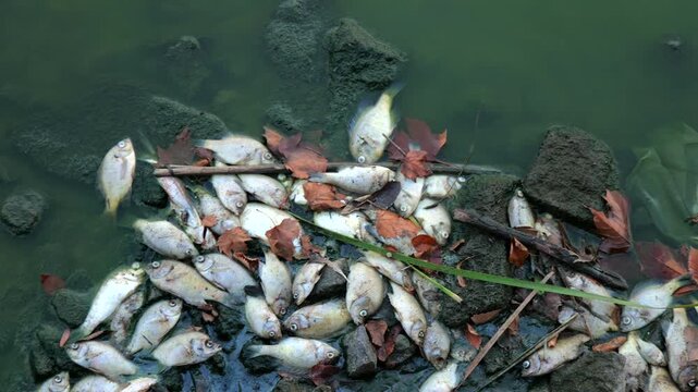 Dead fish line trash-littered shoreline of stagnant Kansas lake following extreme summer heat, severe drought, oxygen depletion, low water levels