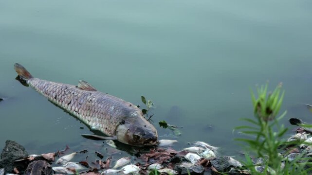 Dead fish line trash-littered shoreline of stagnant Kansas lake following extreme summer heat, severe drought, oxygen depletion, low water levels