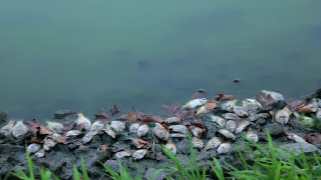 Dead fish line trash-littered shoreline of stagnant Kansas lake following extreme summer heat, severe drought, oxygen depletion, low water levels