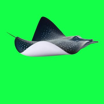 Spotted stingray animation, transparent 4K video, green screen