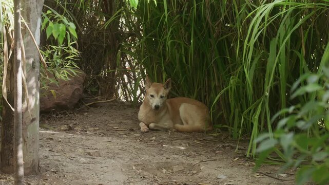 Australian dingo lying on ground by a bamboo thicket