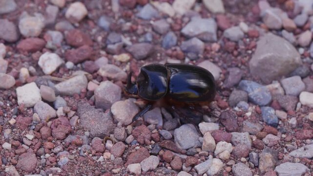 Rhinoceros beetle walking on small stones outdoors, macro side view