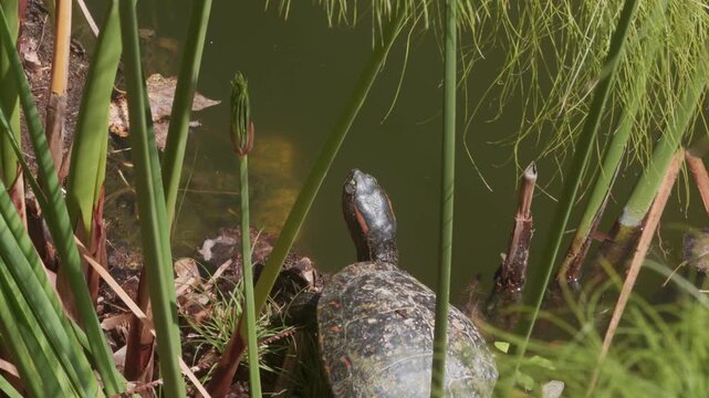 Red-eared slider turtle resting near the water among aquatic plants in a pond