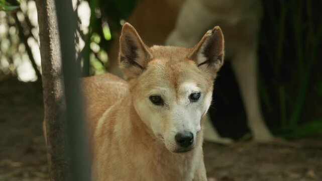 Portrait of a golden-brown dingo with white face markings